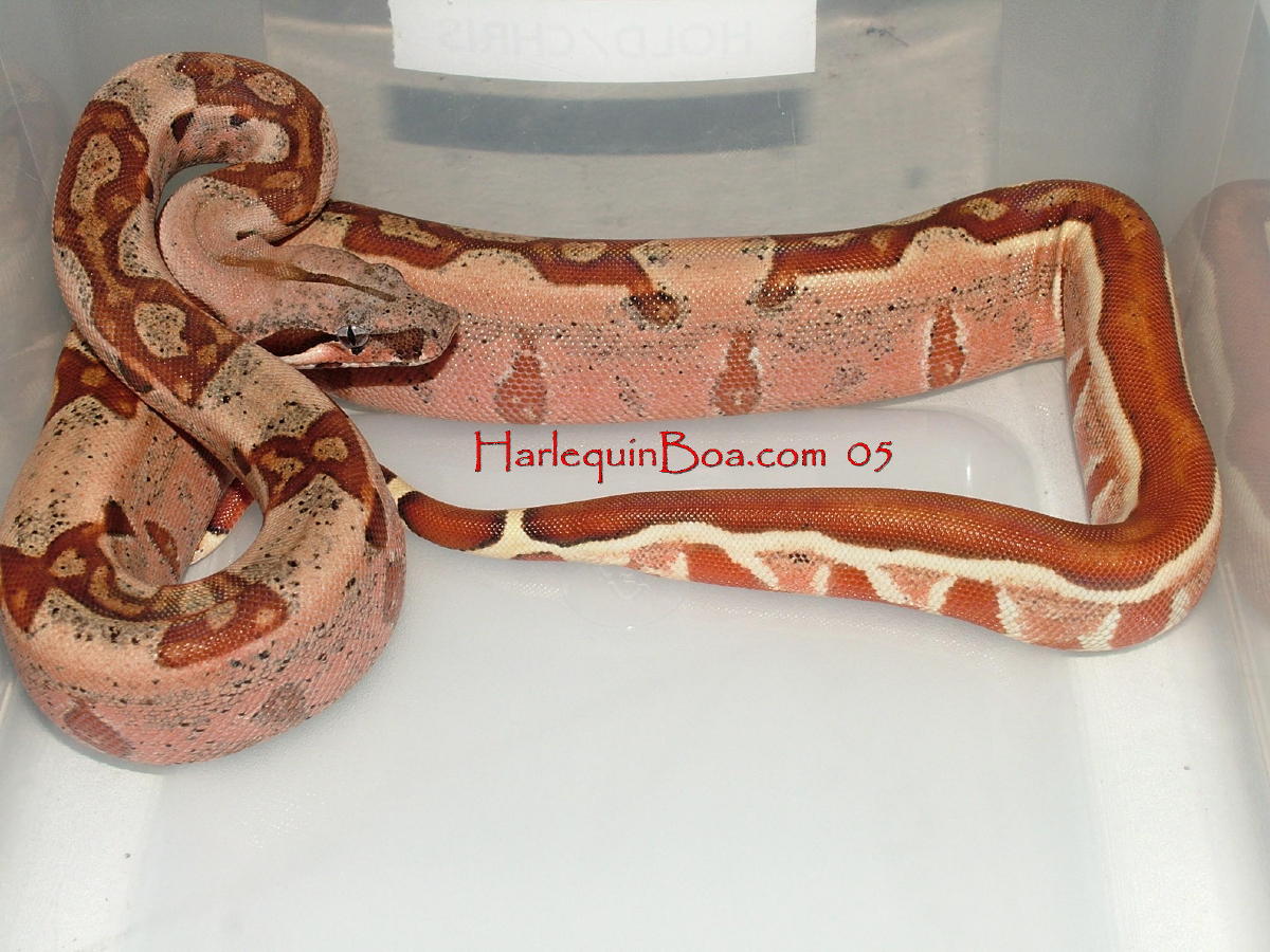 05 Hypo