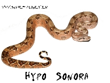 Superhypo Sonora