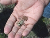 tiny tim