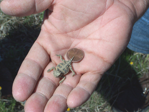tiny tim