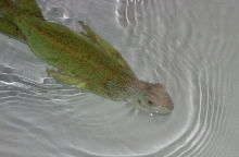 swimming