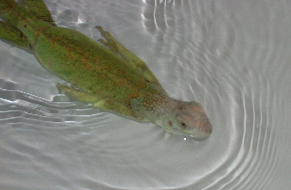 swimming