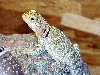 spotted head