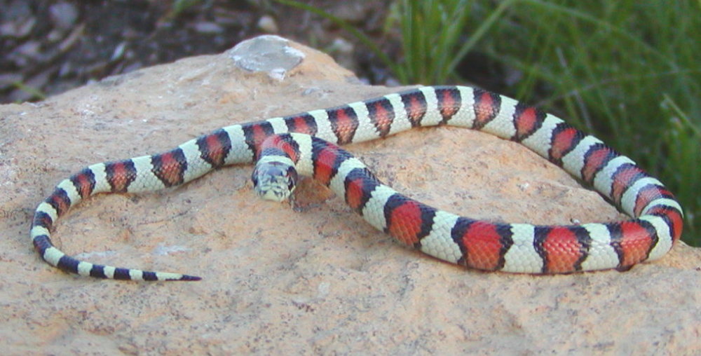 sweetgentilis