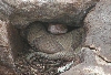 copperhead