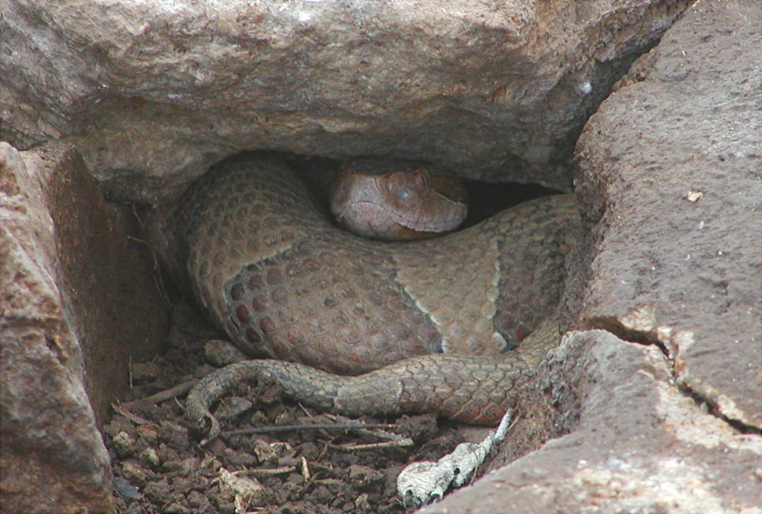 copperhead
