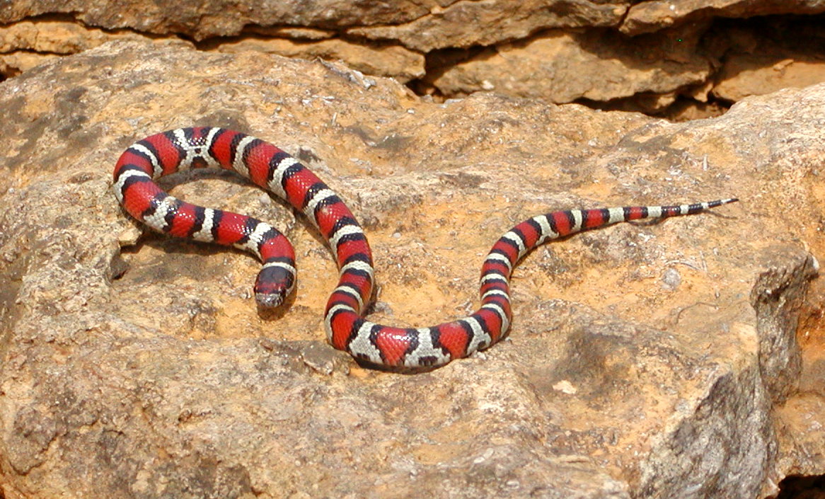 milksnake1