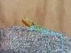 lizard