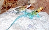 nicepair