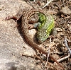 racerunner