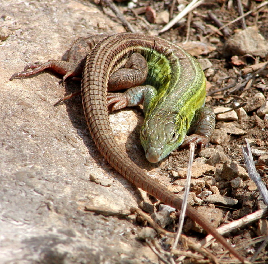 racerunner
