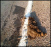 slow coon