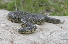 speckled