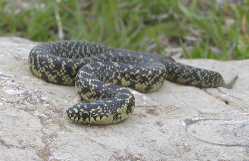 speckled