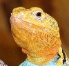 tinyhead