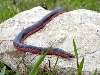 wormsnake