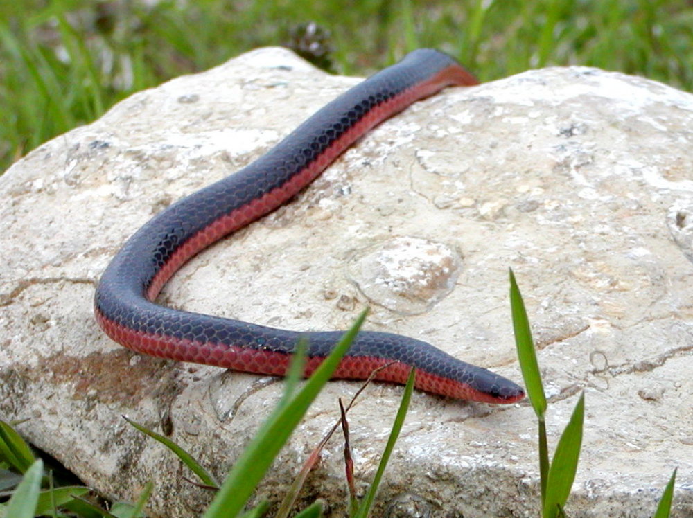 wormsnake