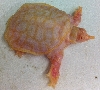albino