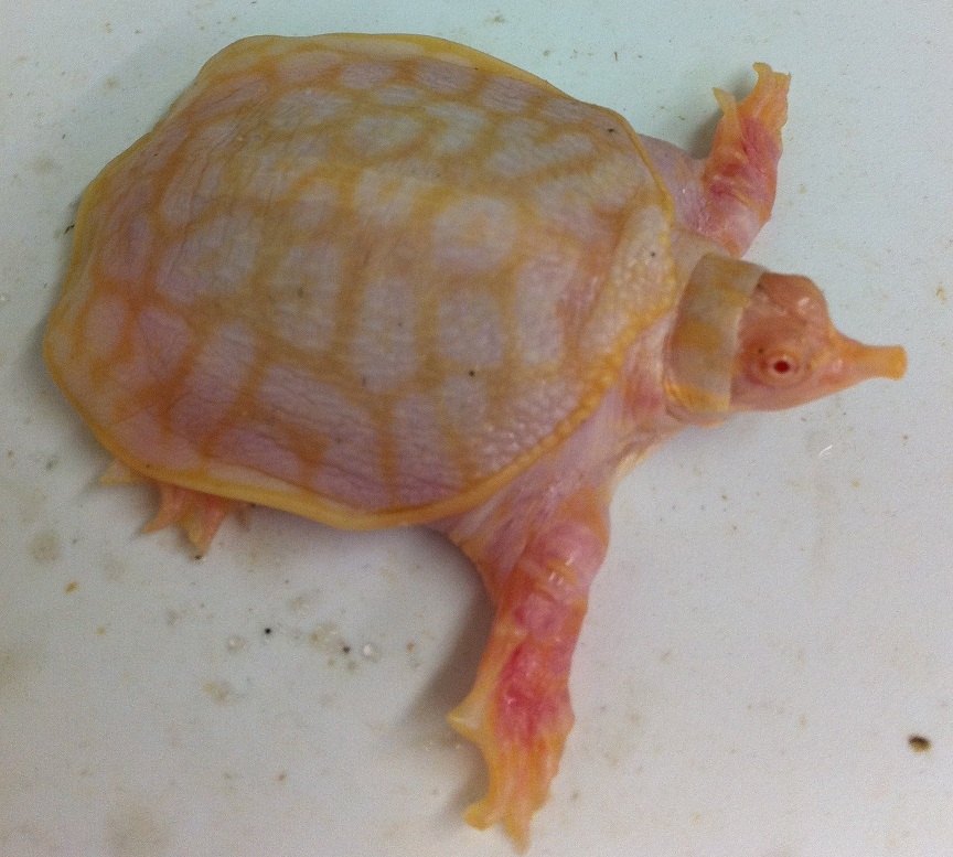 albino