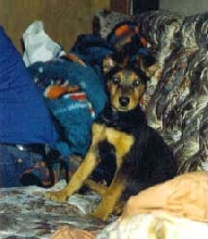CC Puppy 1991