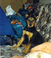 CC Puppy 1991