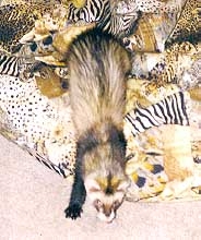 Ceasar  1997-2003