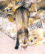 Ceasar  1997-2003