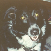J-Dog