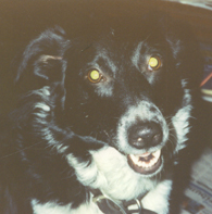 J-Dog