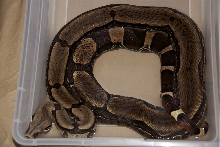 1.0 Suriname Boa