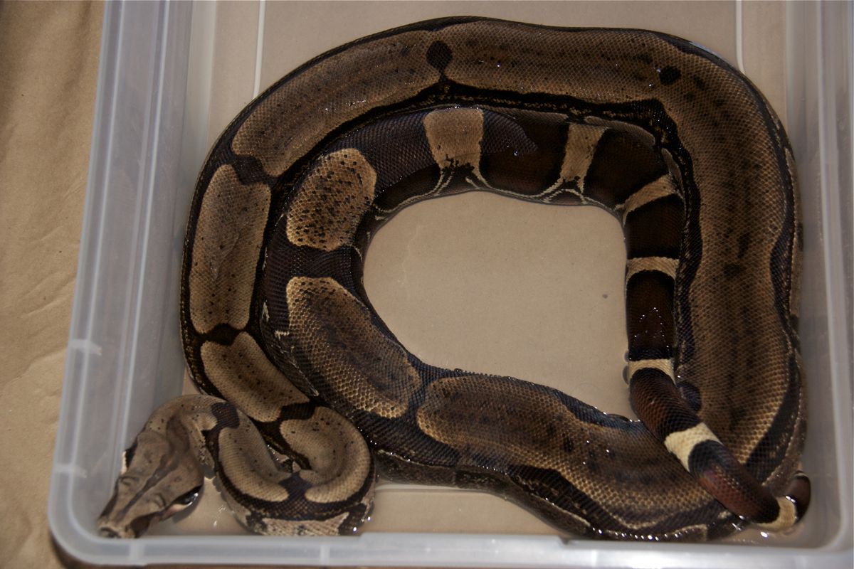 1.0 Suriname Boa