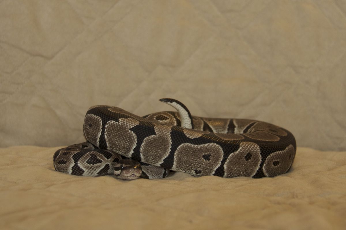 1.0 VPI Axanthic 1