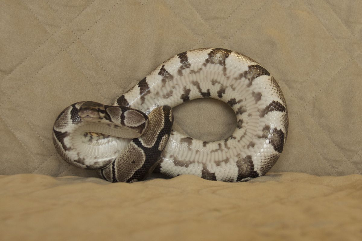 1.0 VPI Axanthic 2