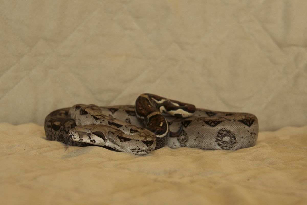 0.1 Het Blood Boa