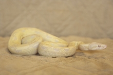 0.1 Snow Boa