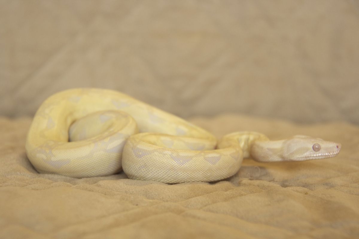 0.1 Snow Boa