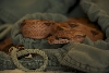 0.1 Blood Boa