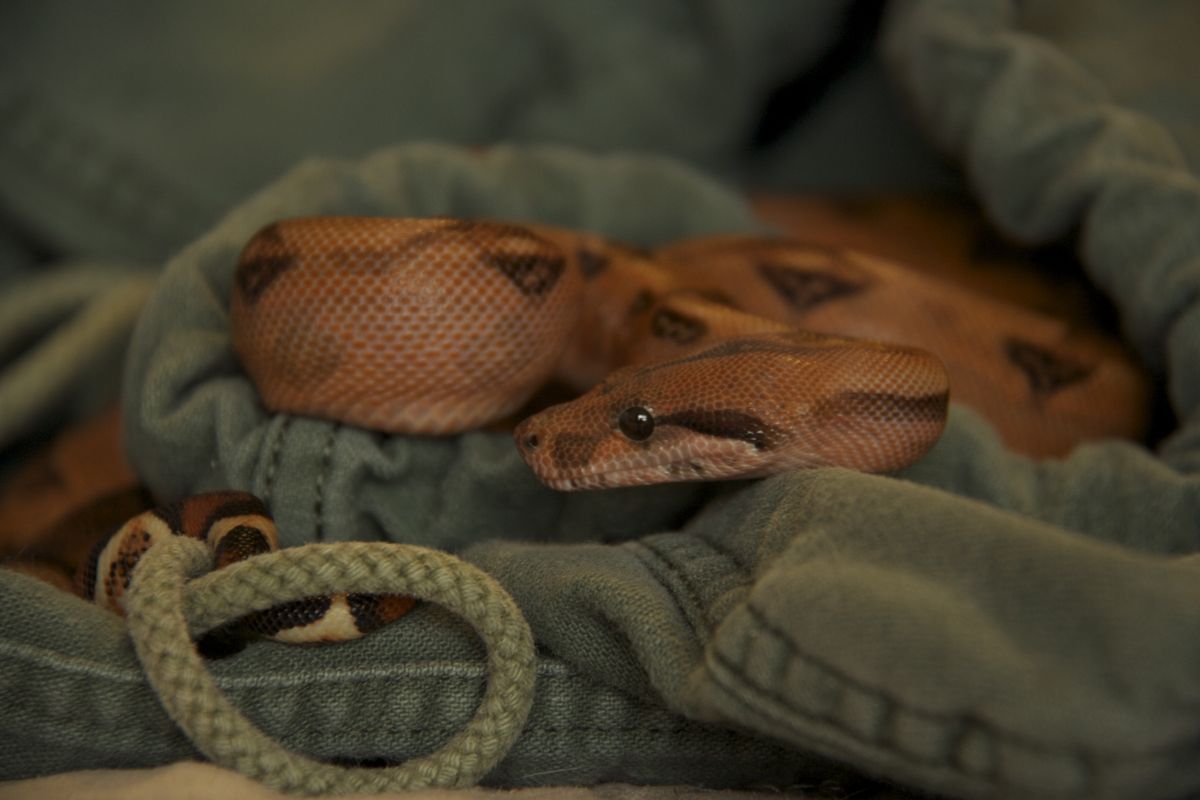 0.1 Blood Boa