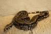 1.0 Suriname Boa 2