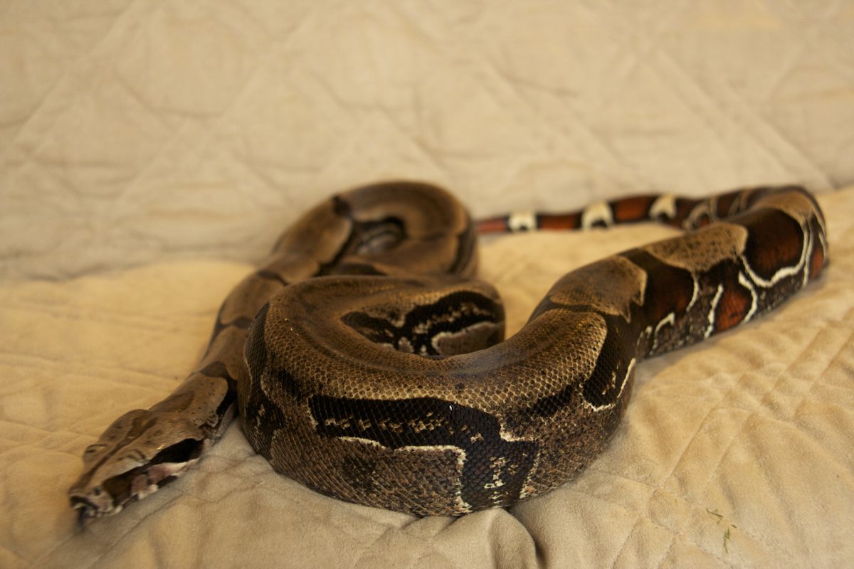 1.0 Suriname Boa 2