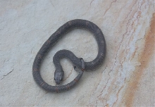 2009 Hatchling