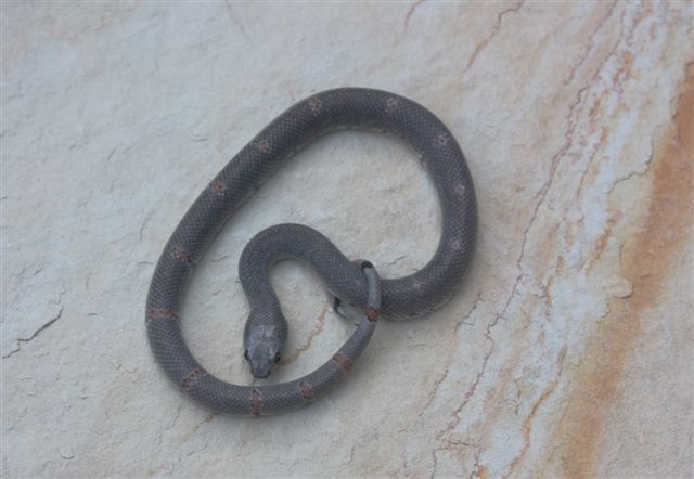 2009 Hatchling