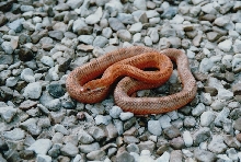 Rosy Rat Blood