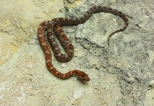 Rosy Rat Blood F1