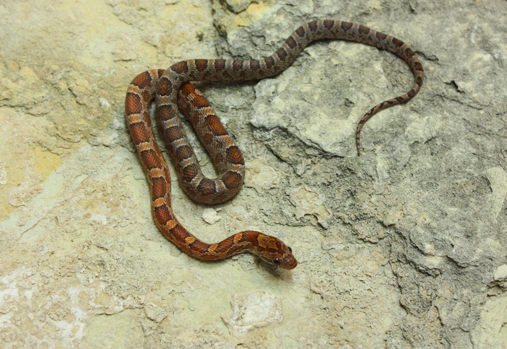 Rosy Rat Blood F1