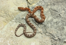 Rosy Rat Blood M1