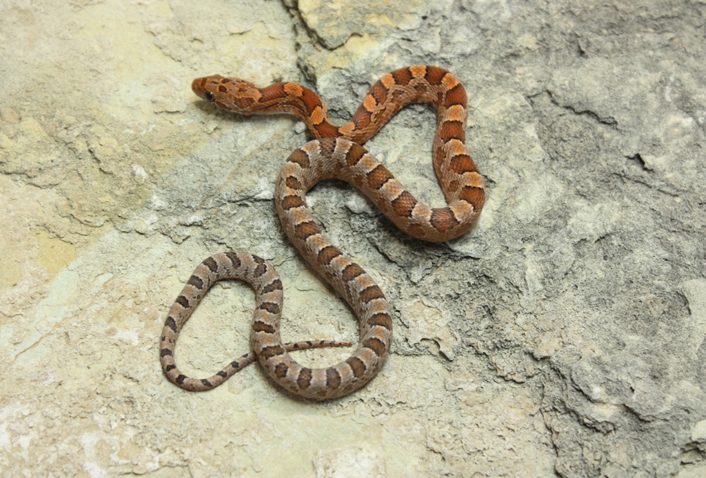 Rosy Rat Blood M1