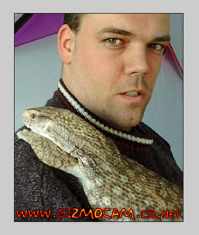 Gizmo the Bosc Savannah Monitor