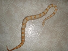 sunglow boa