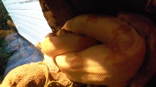 sunglow 2